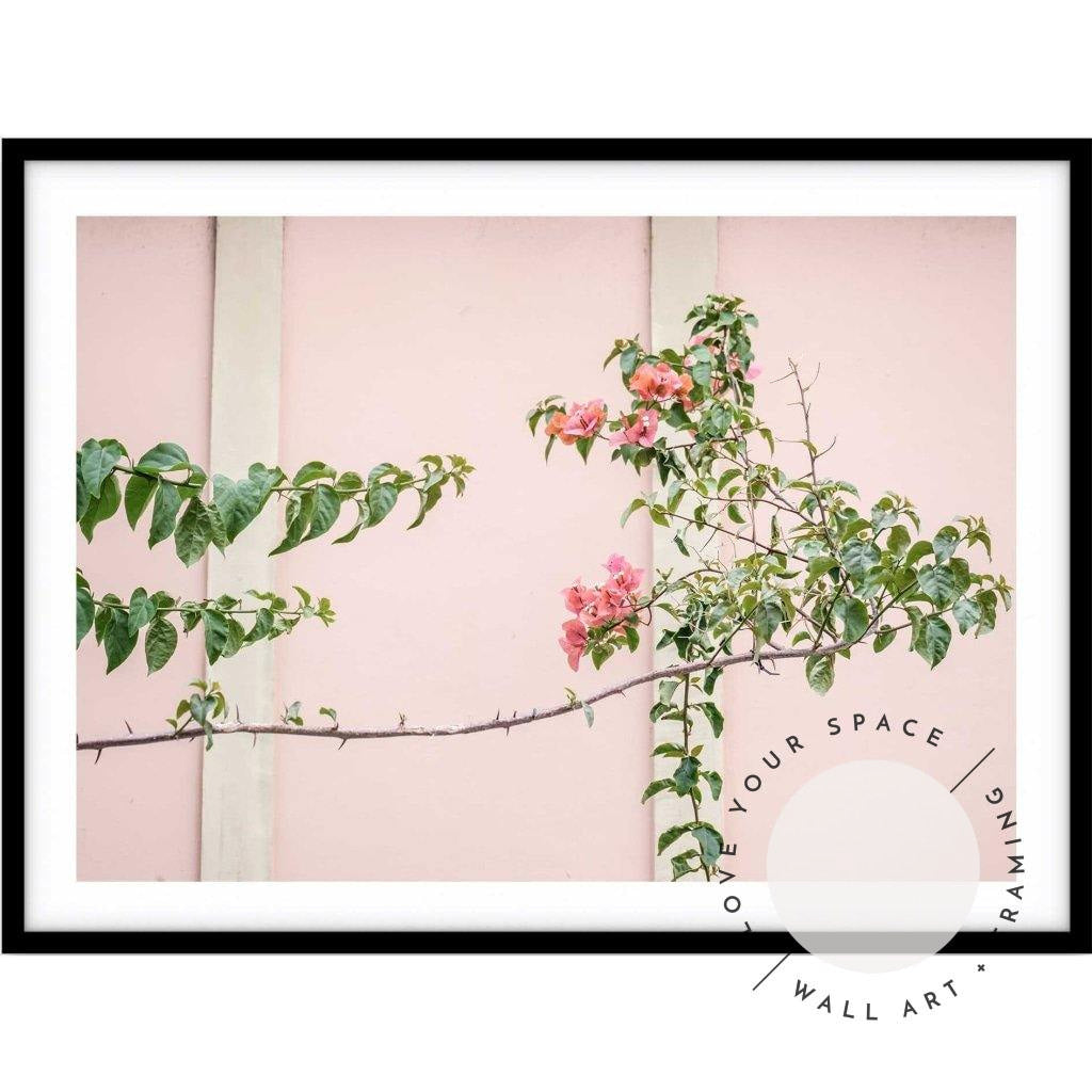 Bougainvillea - Bronte Beach - Love Your Space