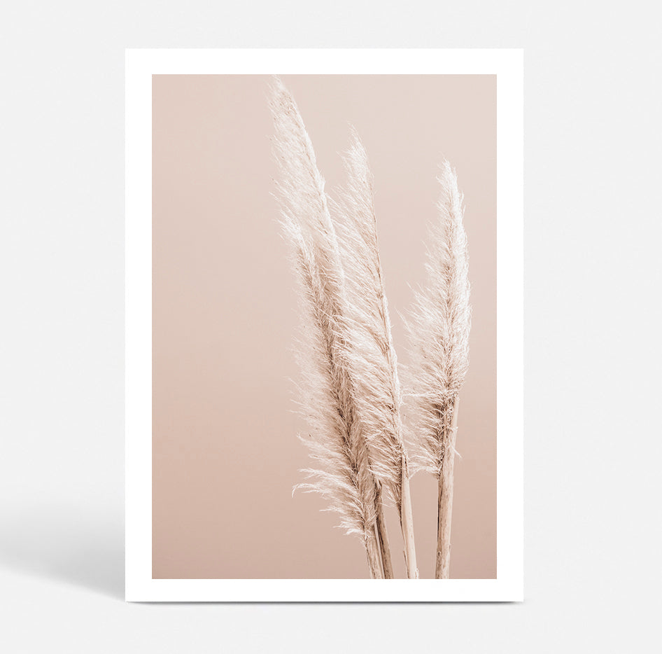 Pampas on Peach