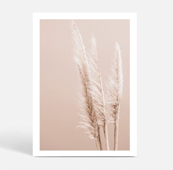Pampas on Peach