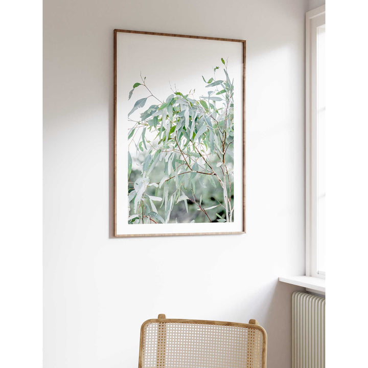 The Darling River Gum Leaves