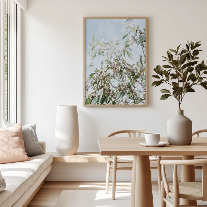 Eucalyptus Tree - Frazer Beach