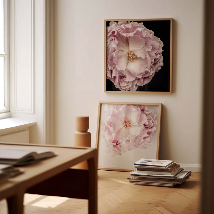 Full Bloom Peony I - SQUARE