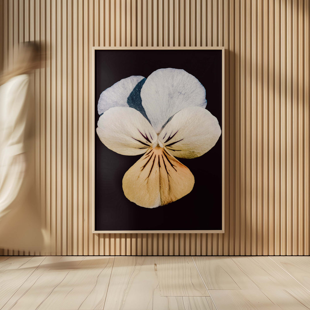 Pansy no.1