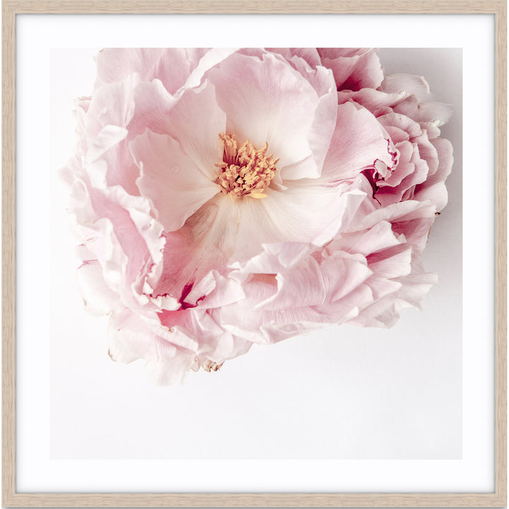 Full Bloom Peony I - SQUARE