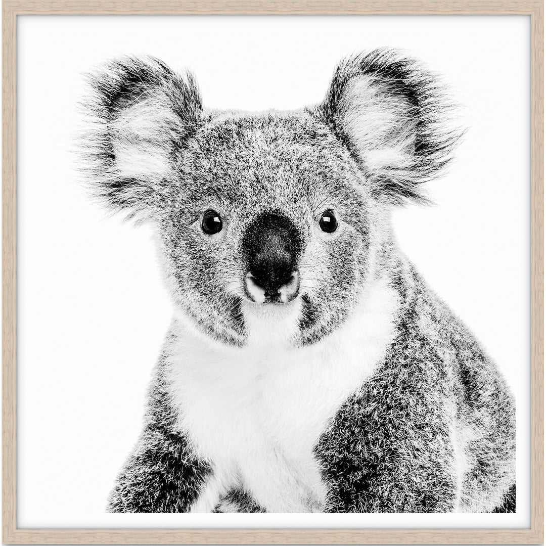 Koala - SQUARE