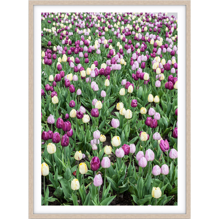 Tulip Field