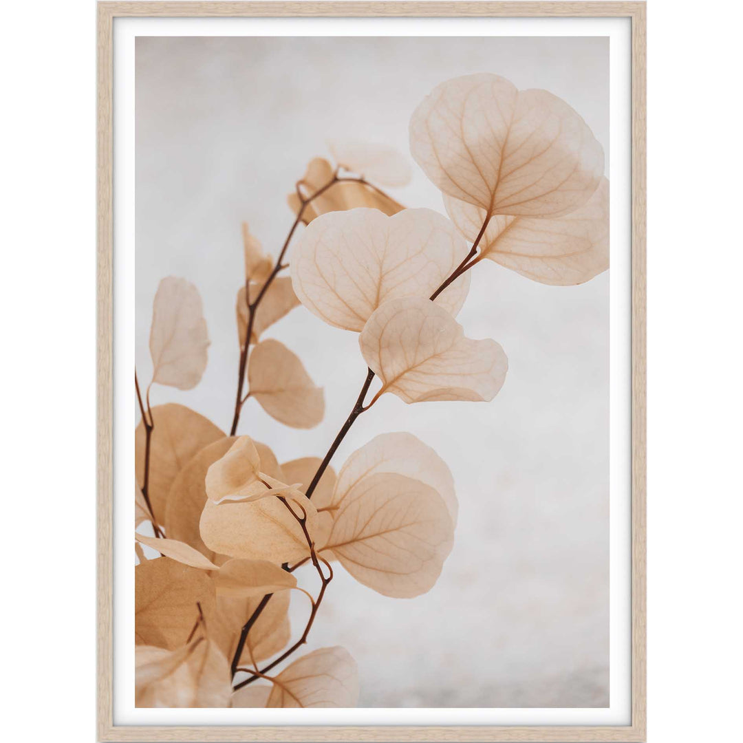 Dried Eucalyptus no.6  - Light