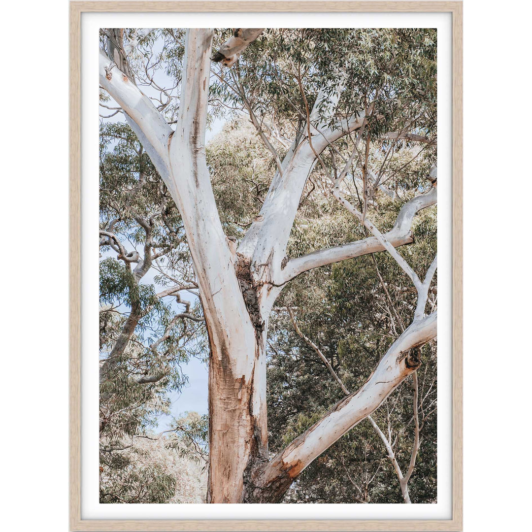 White Gum - Nelsons Bay