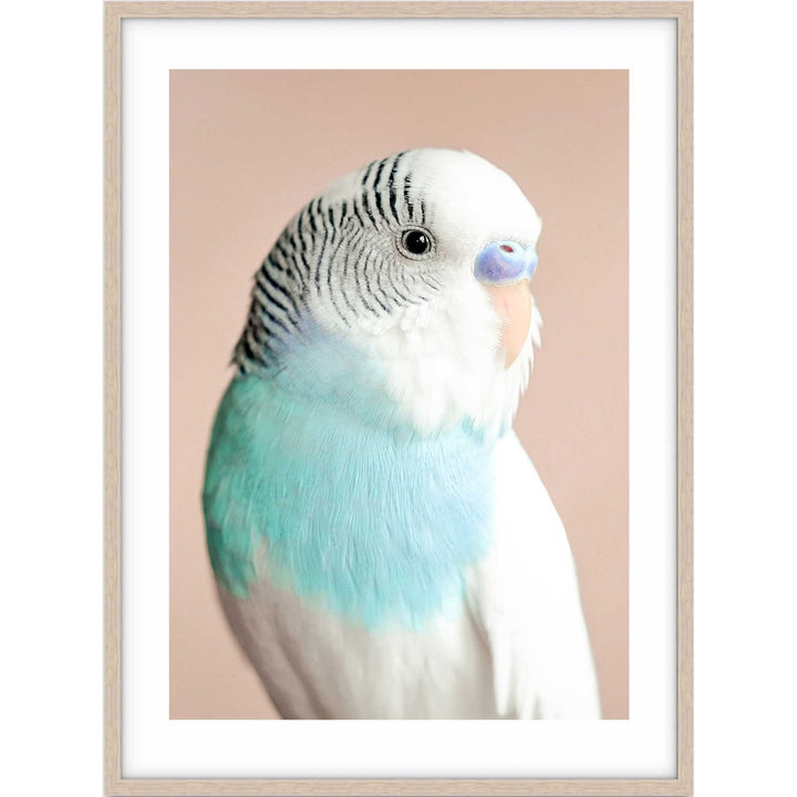 Parakeet