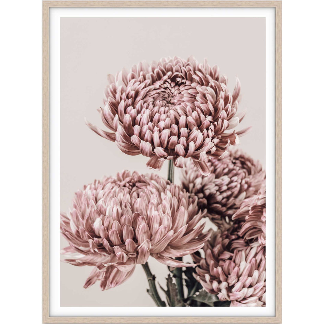 Vintage Chrysanthemums I