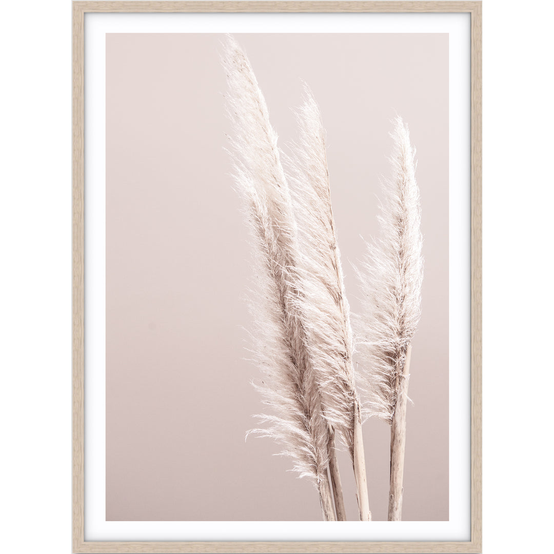 Pampas On Pink