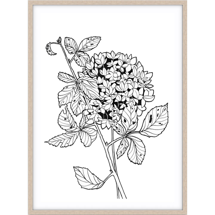 Hydrangea Sketch
