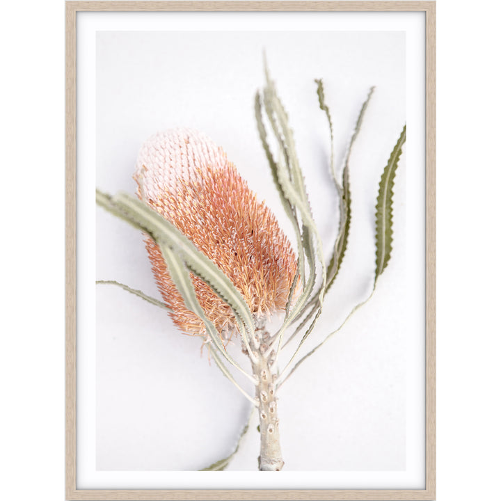 Banksia I