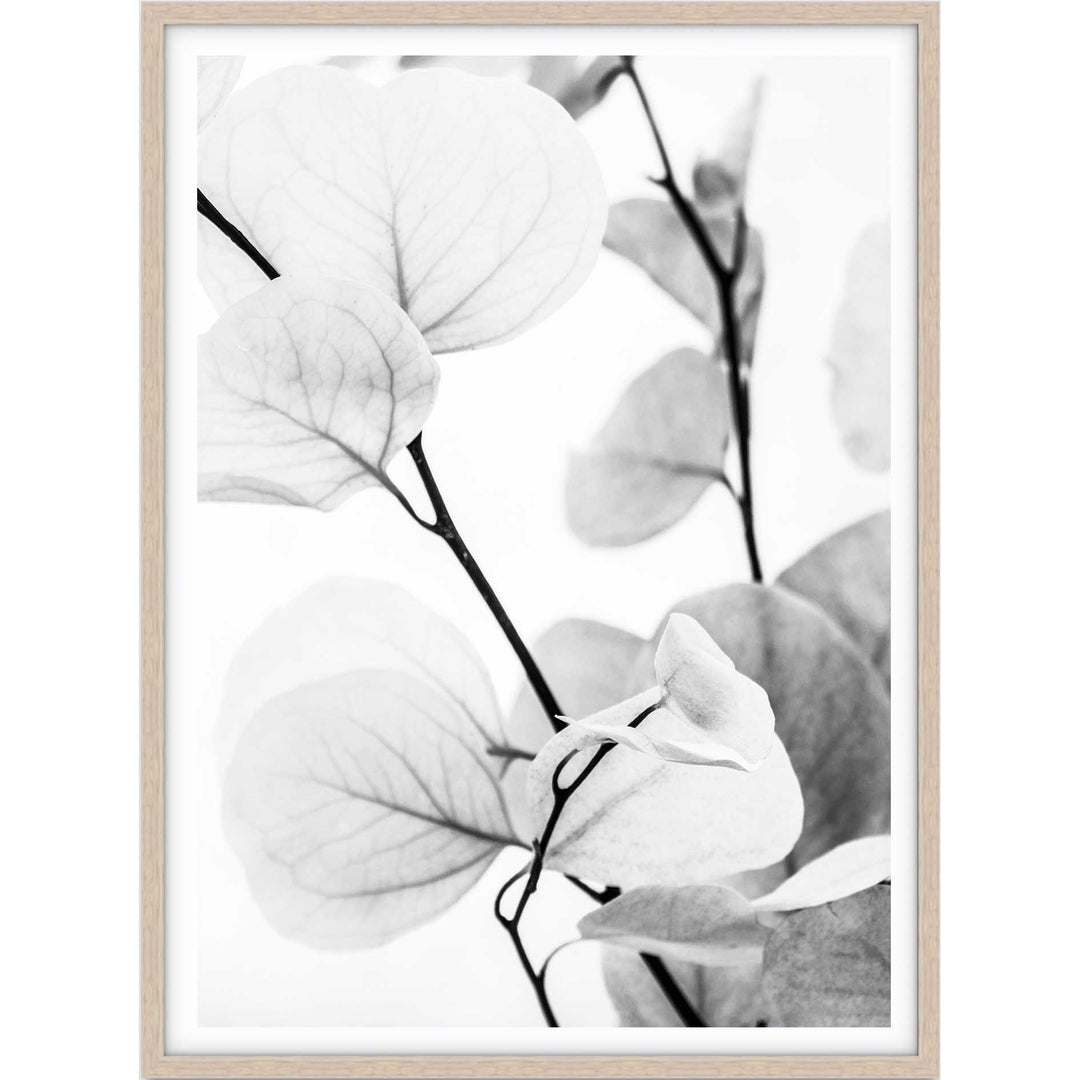 Dried Eucalyptus I - B&W