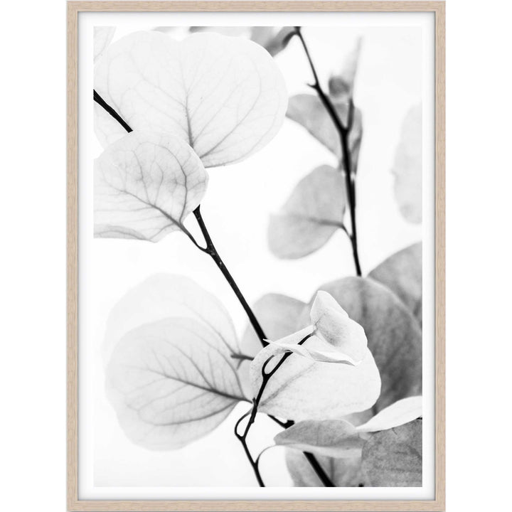 Dried Eucalyptus I - B&W