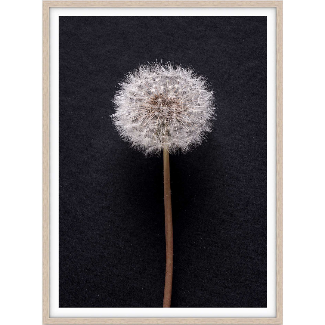 Dandelion no.3