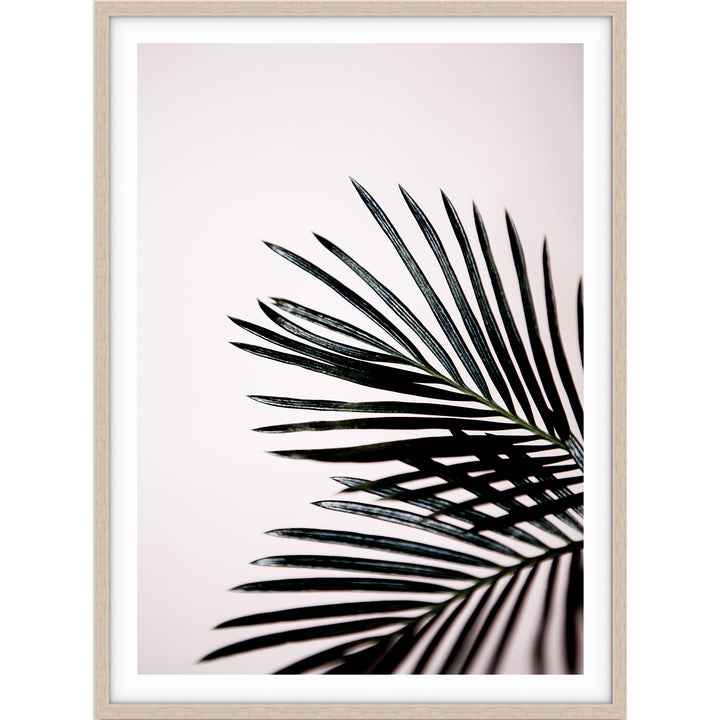 Sago Palm II