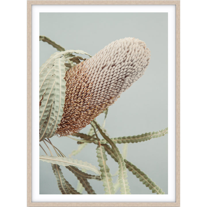 Banksia On Green no.2