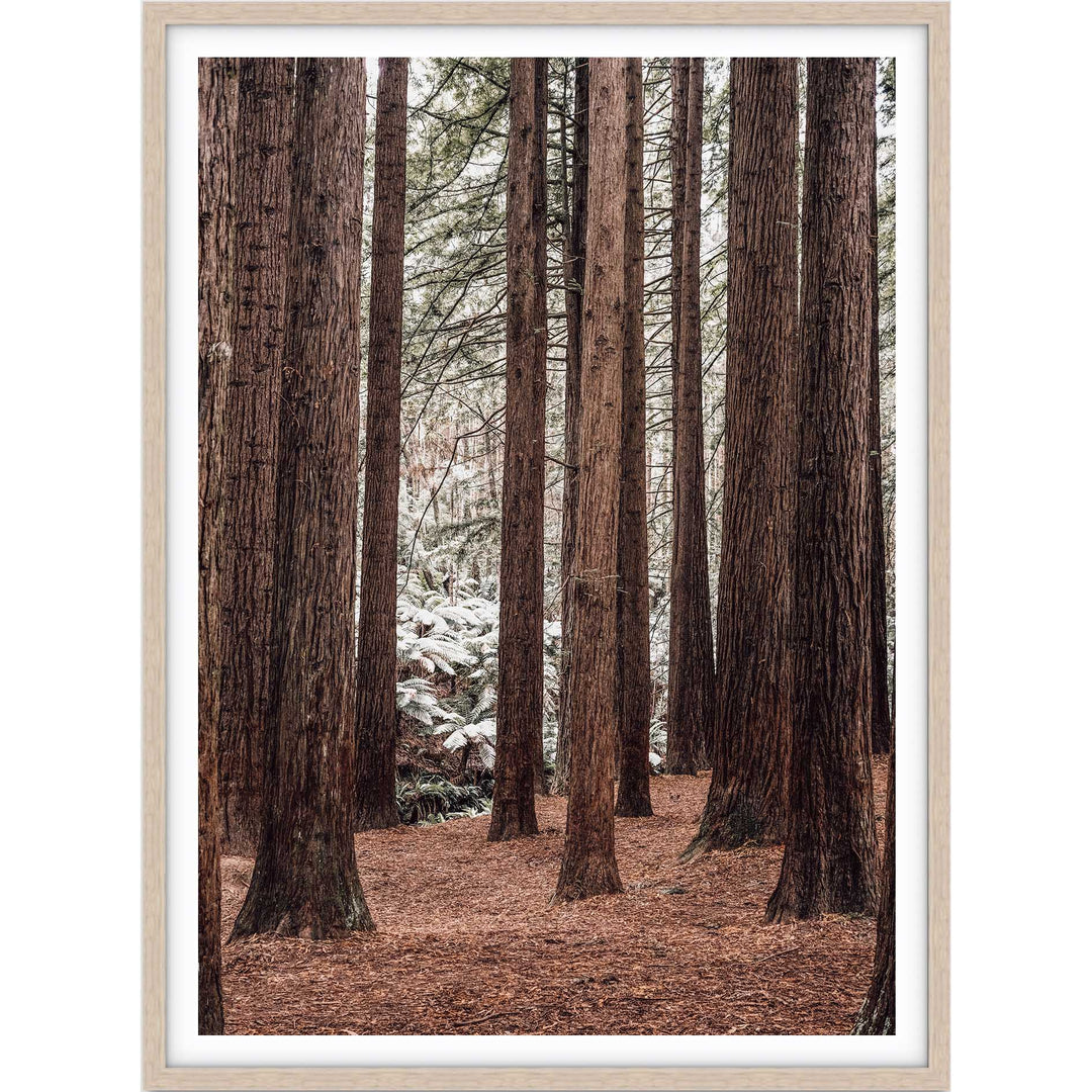 Californian Redwoods no.2 - The Otways
