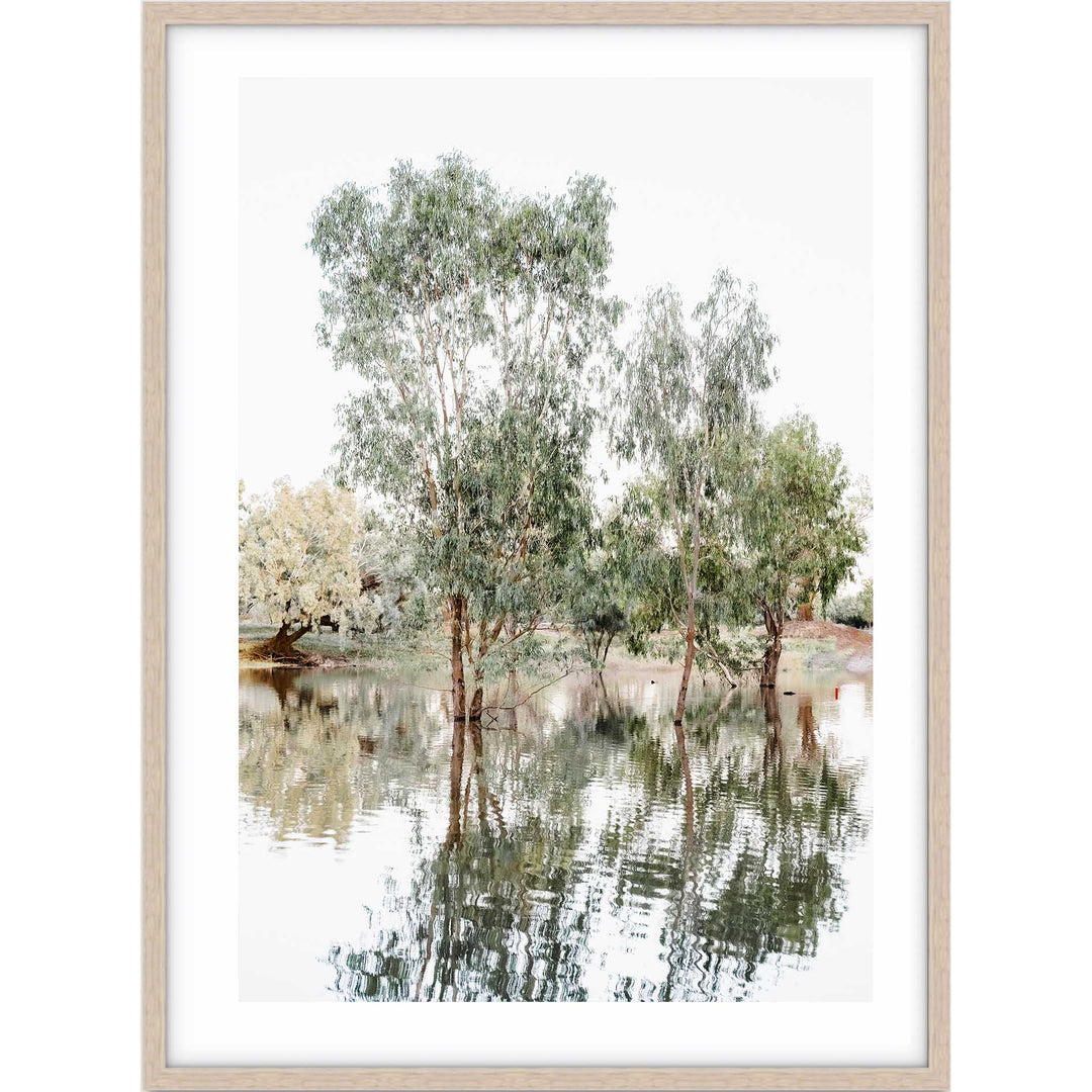 The Darling River Gum Trees I