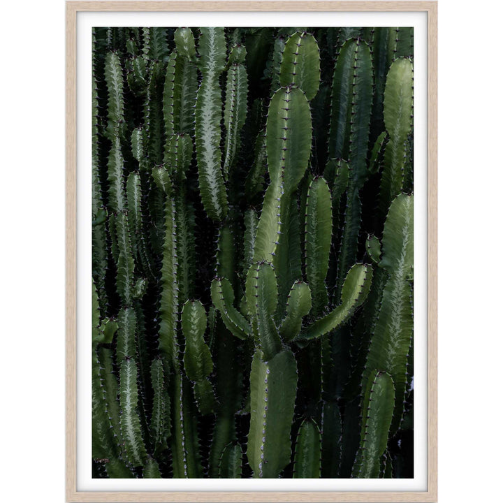 Crowded Cactus
