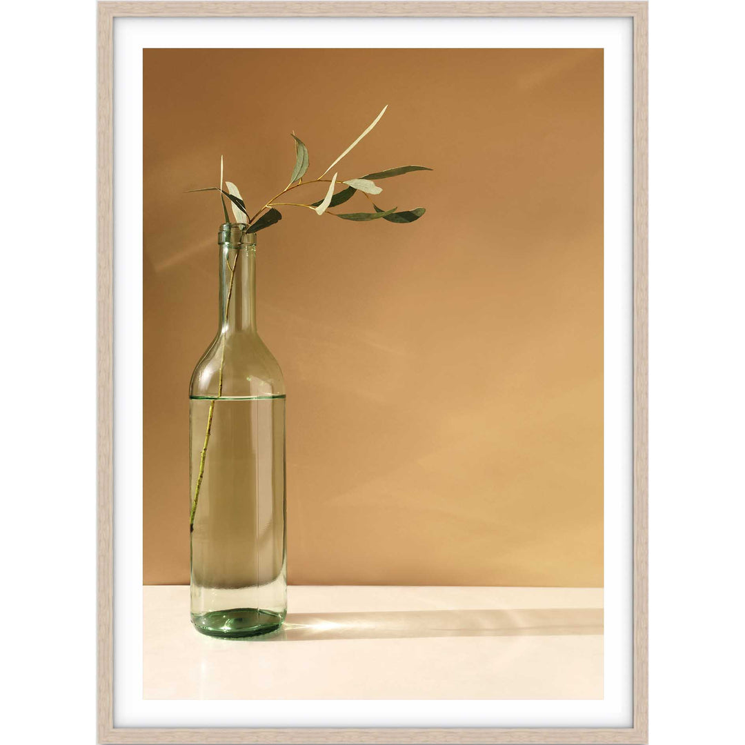 Eucalyptus Stem