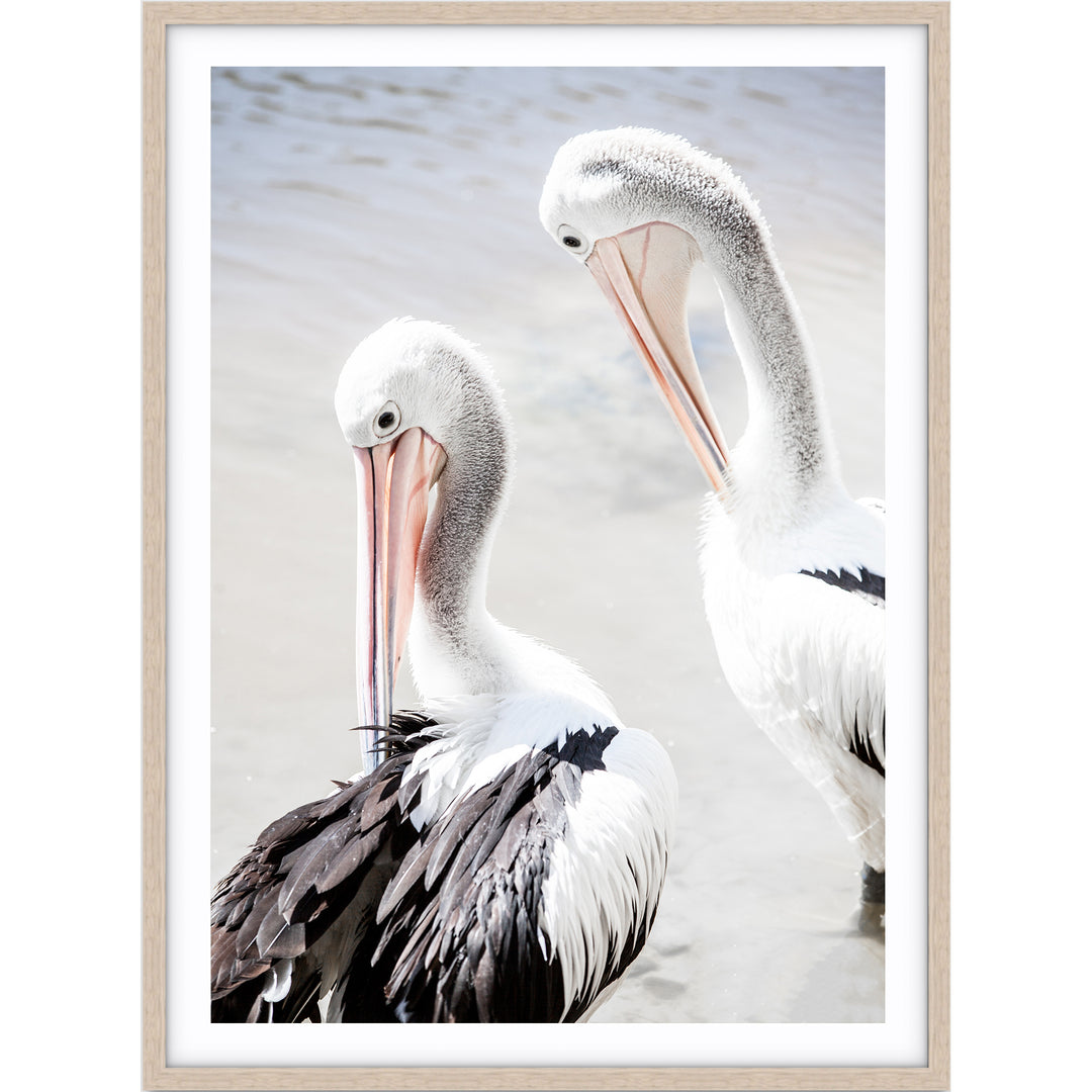 Pelicans