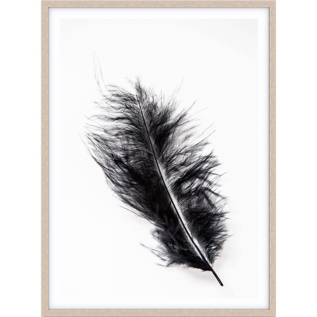 Black Feather