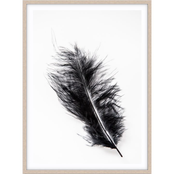 Black Feather