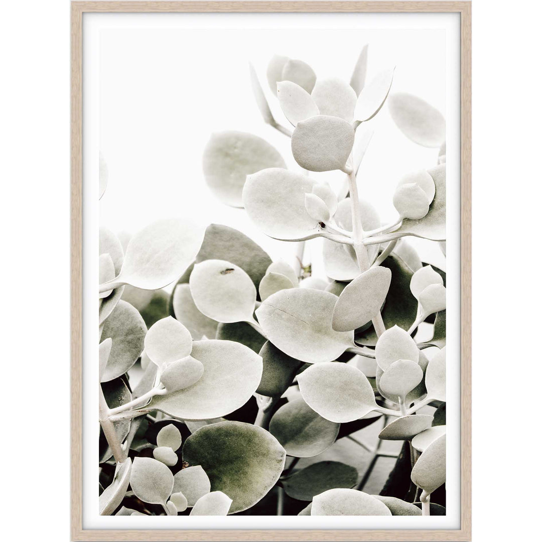 Sage Succulents