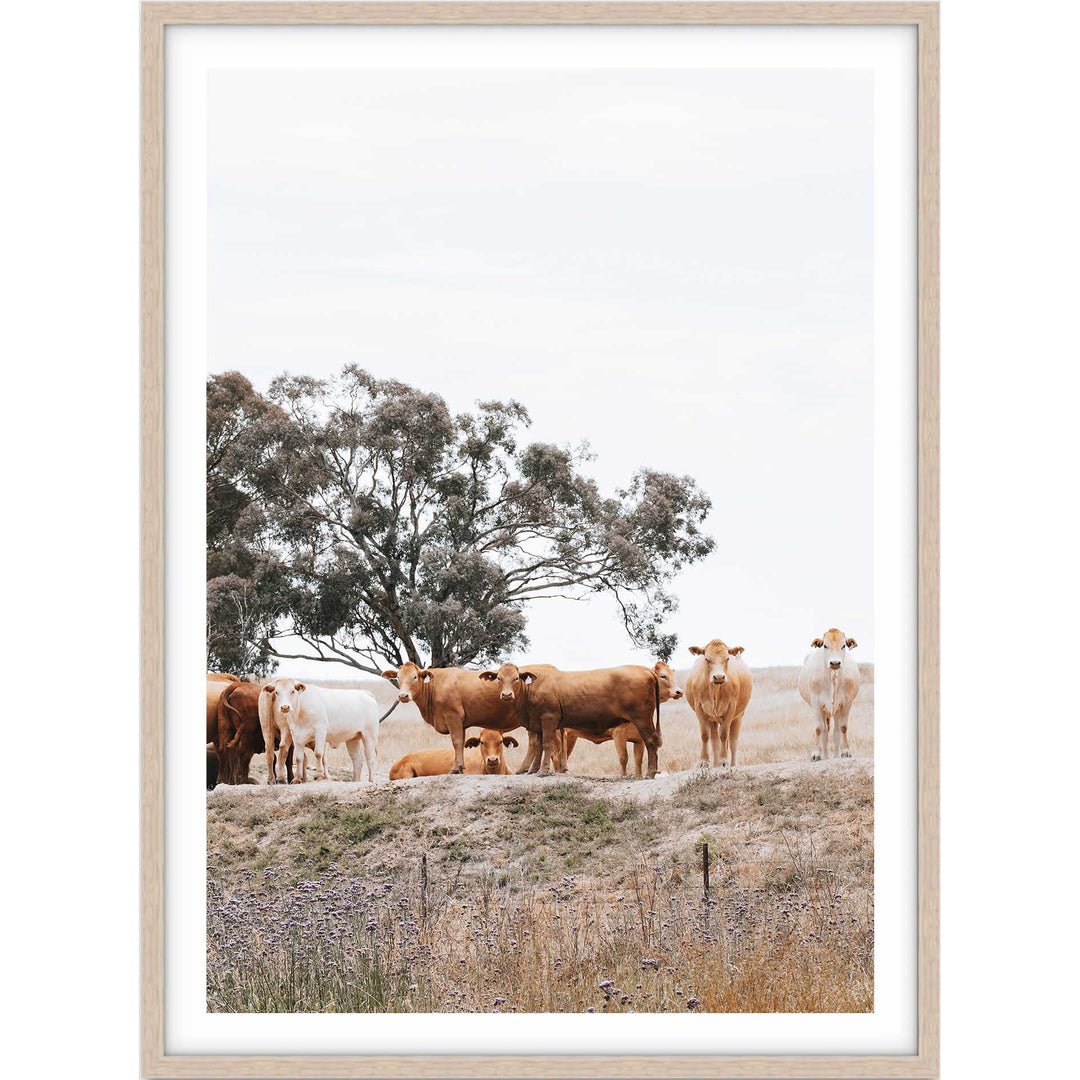 Country Cattle I