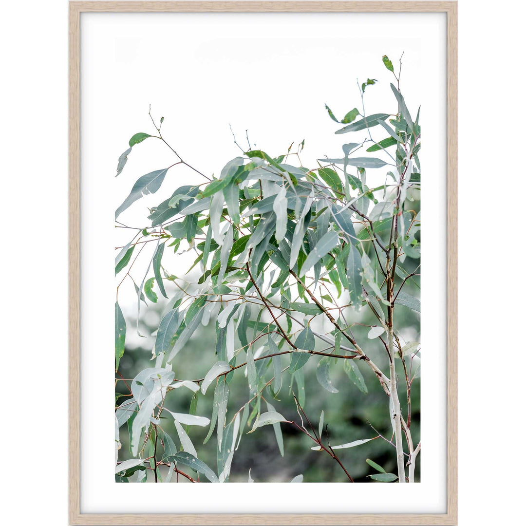 The Darling River Gum Leaves