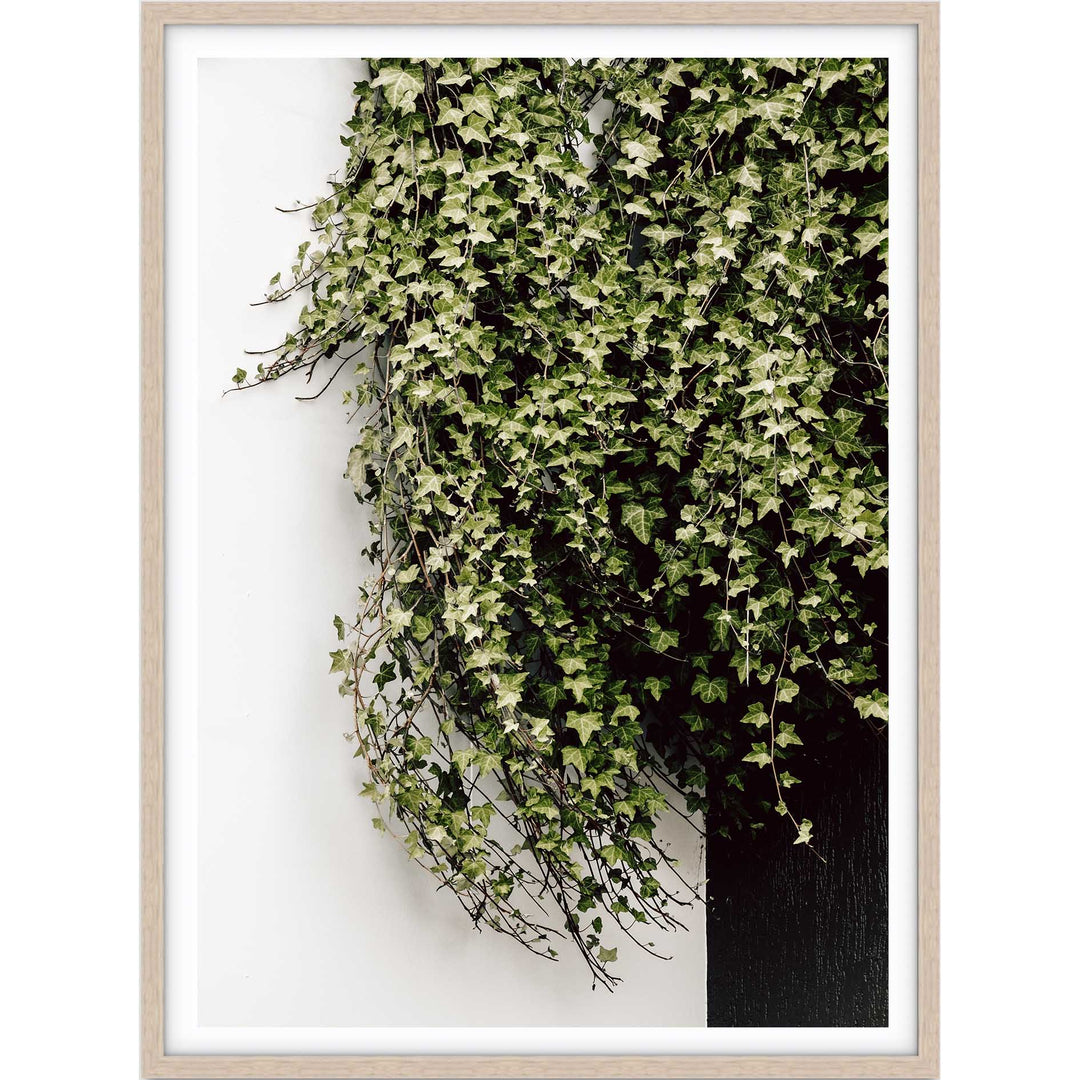 Ivy