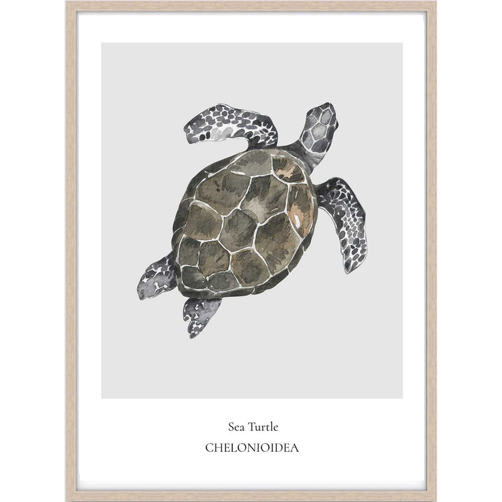 Sea Turtle