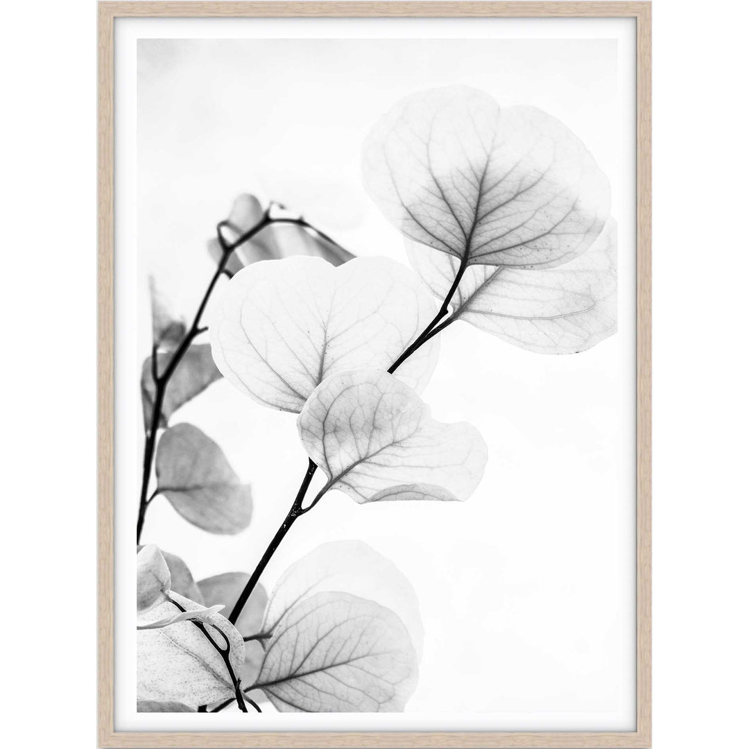Dried Eucalyptus II - B&W