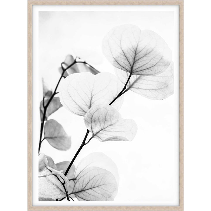 Dried Eucalyptus II - B&W