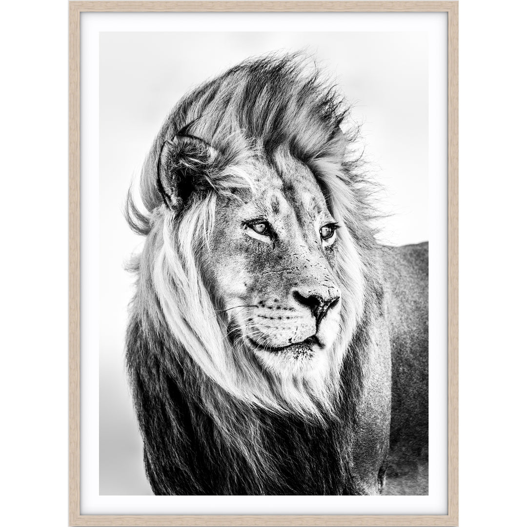 Lion - B&W