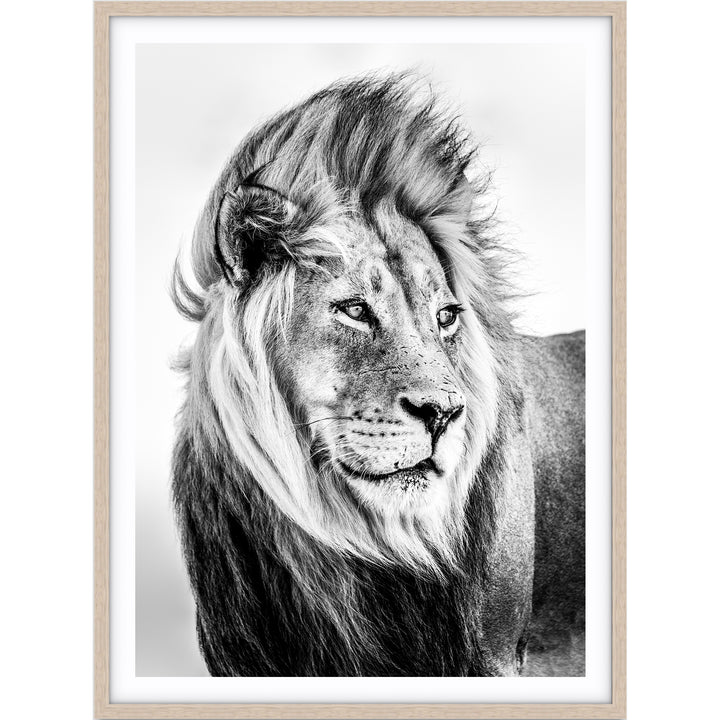 Lion - B&W