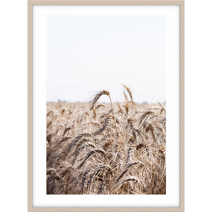 Wheat Farm I