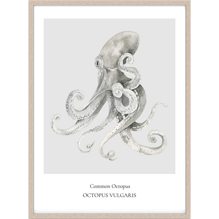 Common Octopus