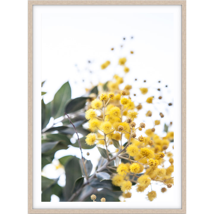 Wattle II