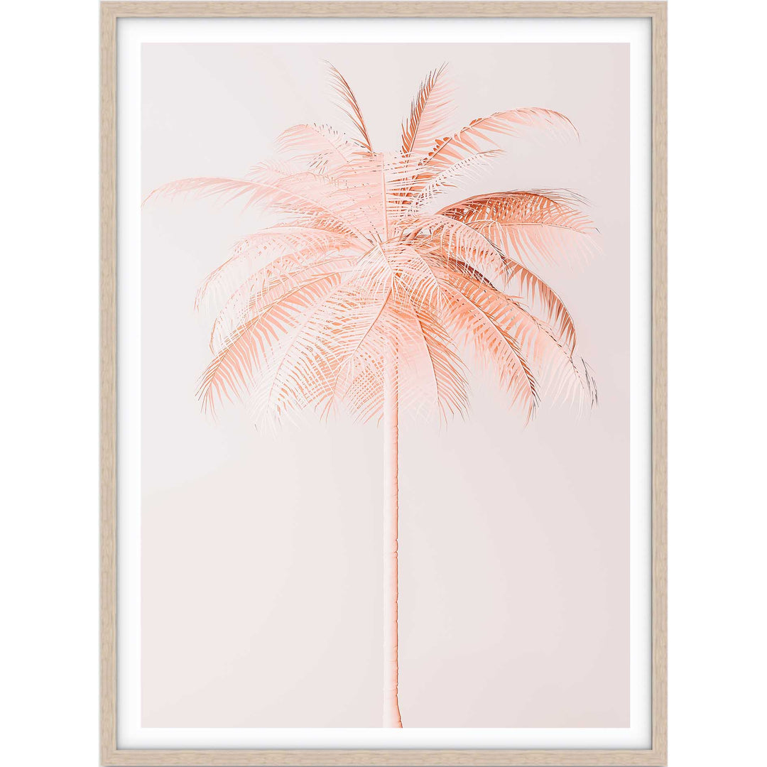 Peachy Palm