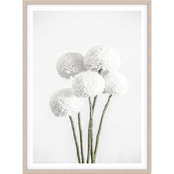 Chrysanthemums I