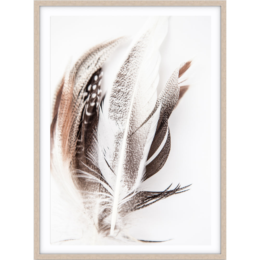 Feathers no.3