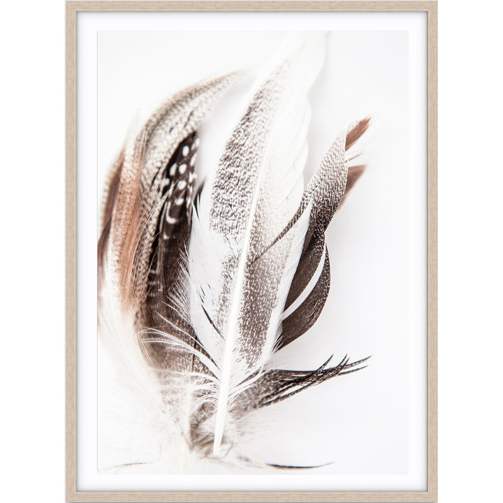 Feathers no.3