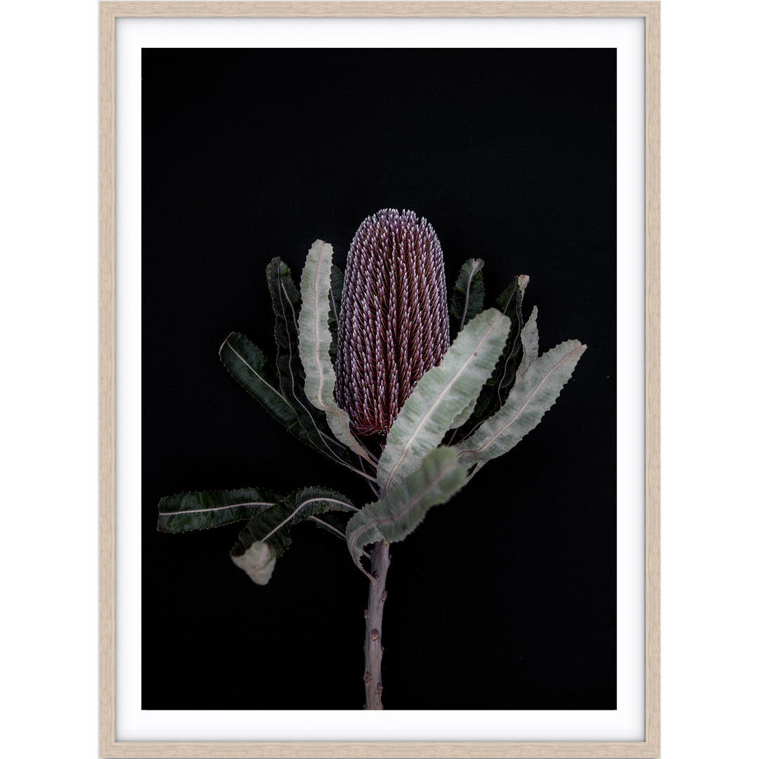 Dark Banksia I