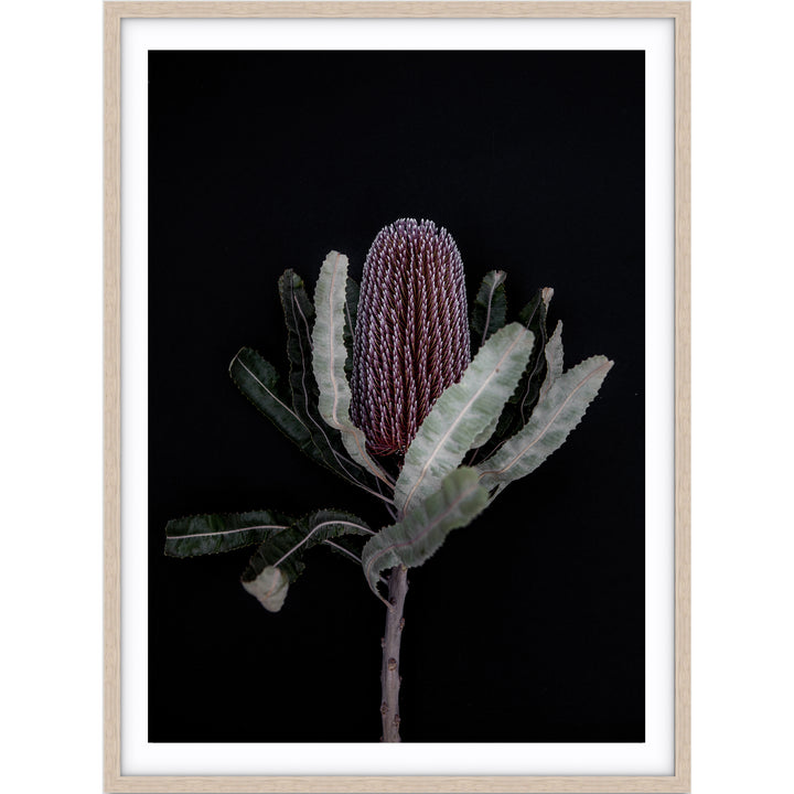 Dark Banksia I