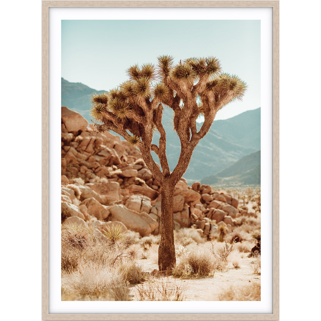 Joshua Tree no.1
