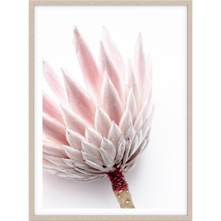King Protea I