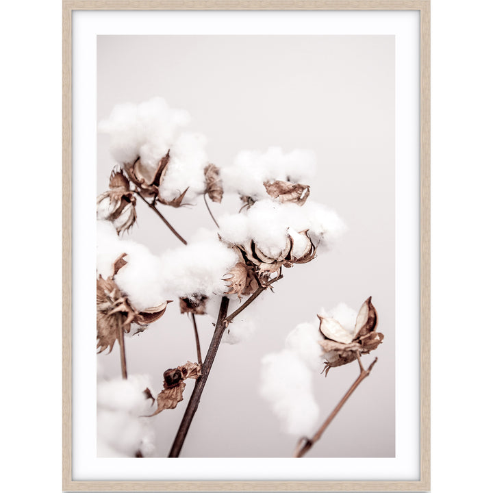 Cotton Plant